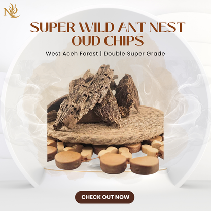 Super West Ache Forest Wild Ant Nest Oud