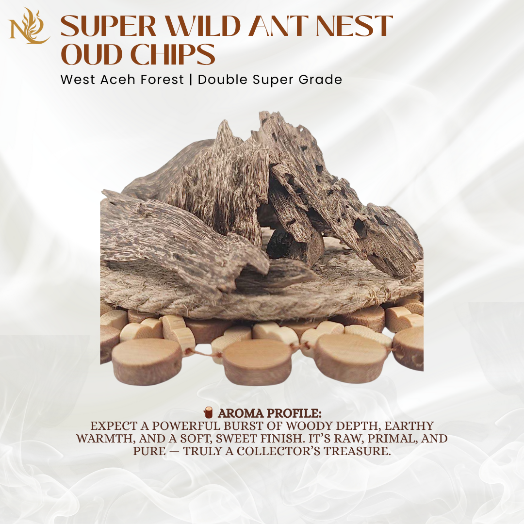 Super West Ache Forest Wild Ant Nest Oud