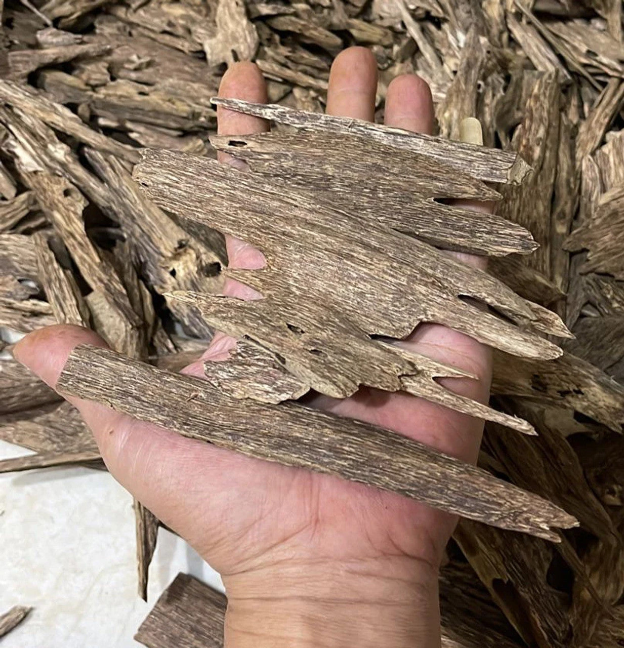 Mini Super Plus Kalimantan Nature’s Serene Oud