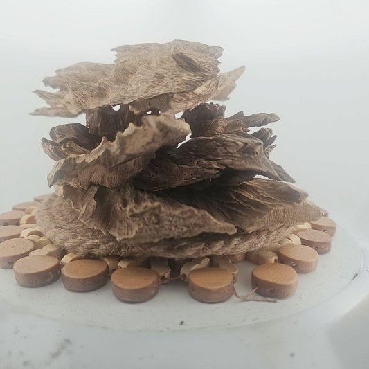 Super Grade Wild Sumbawa Oud