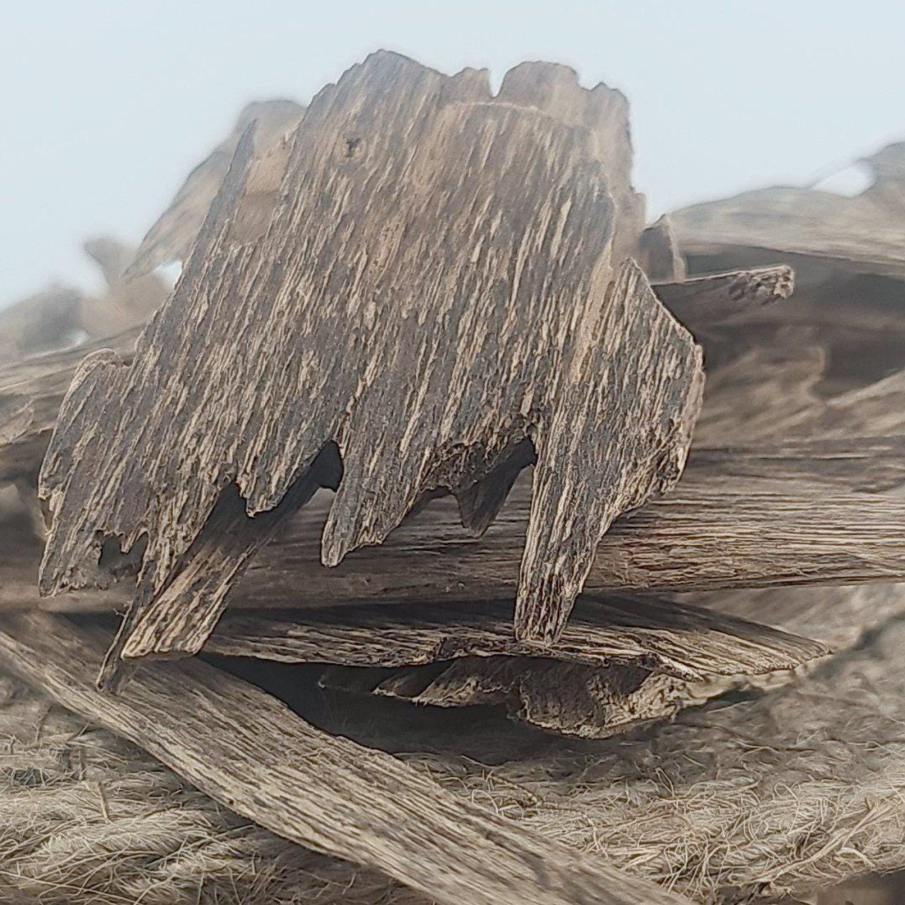 Super Grade Pontianak  Kalimantan Oud