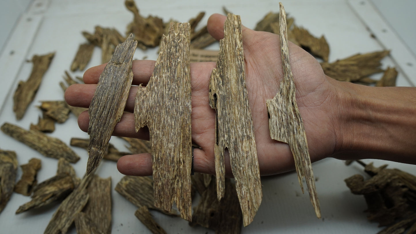 Super AB grade Sumatra oud chips held in hand, showing resin marbling and grain