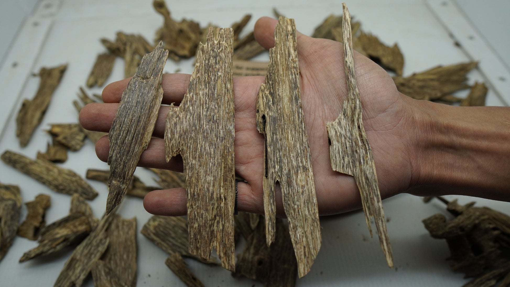 Super AB grade Sumatra oud chips held in hand, showing resin marbling and grain